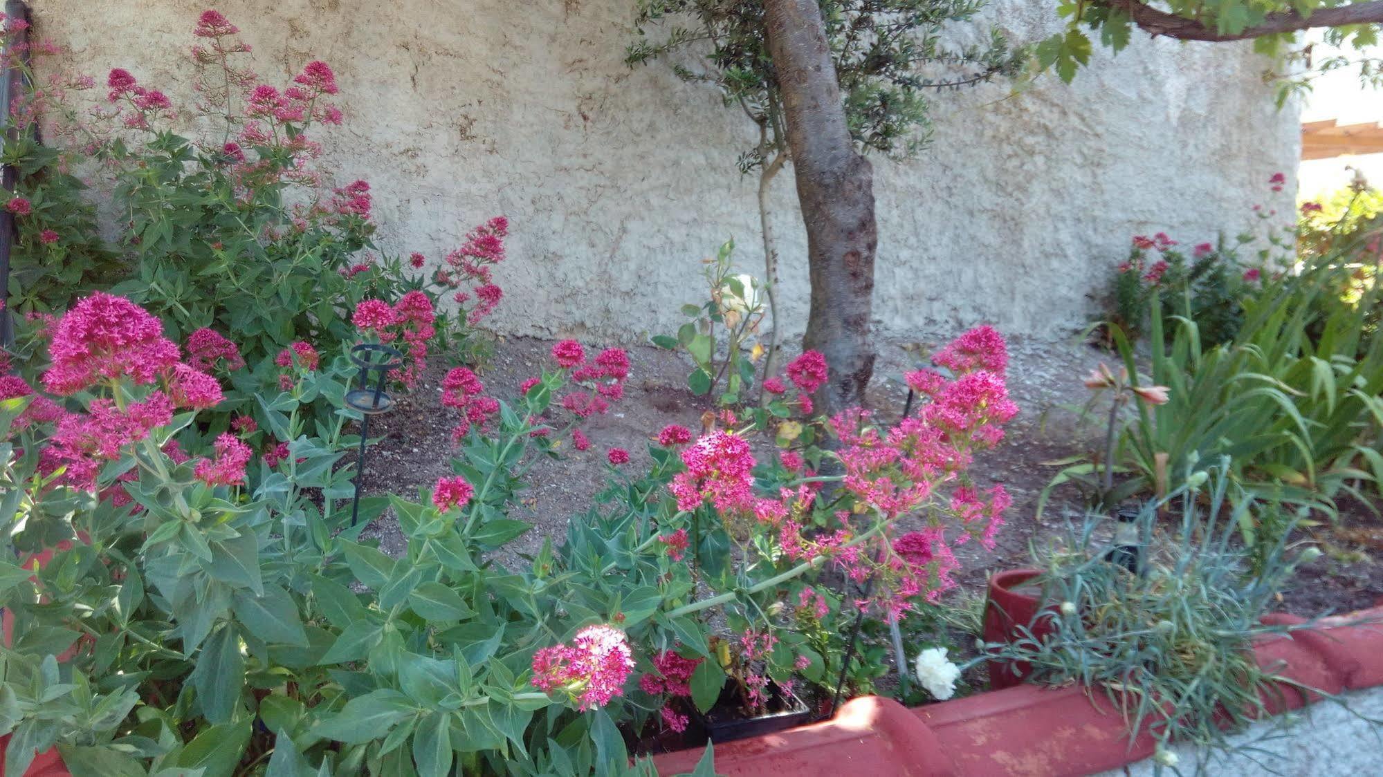 Anessis Cosmos Aparthotel Anaxos Exterior foto
